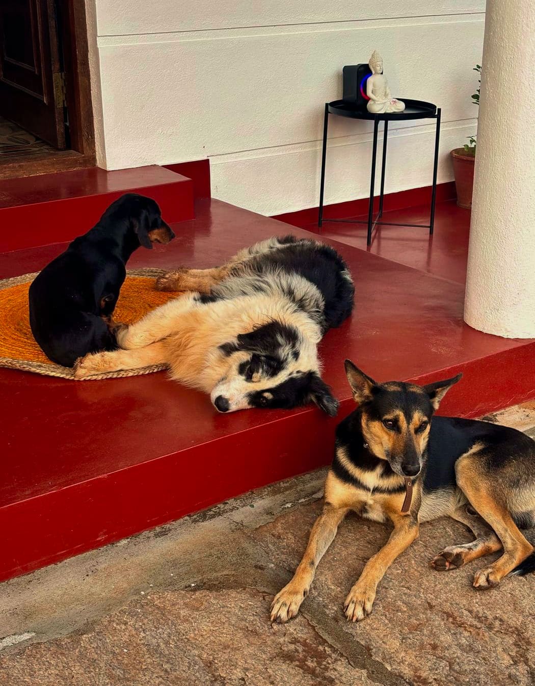 Three dogs resting on the red steps of the bungalow