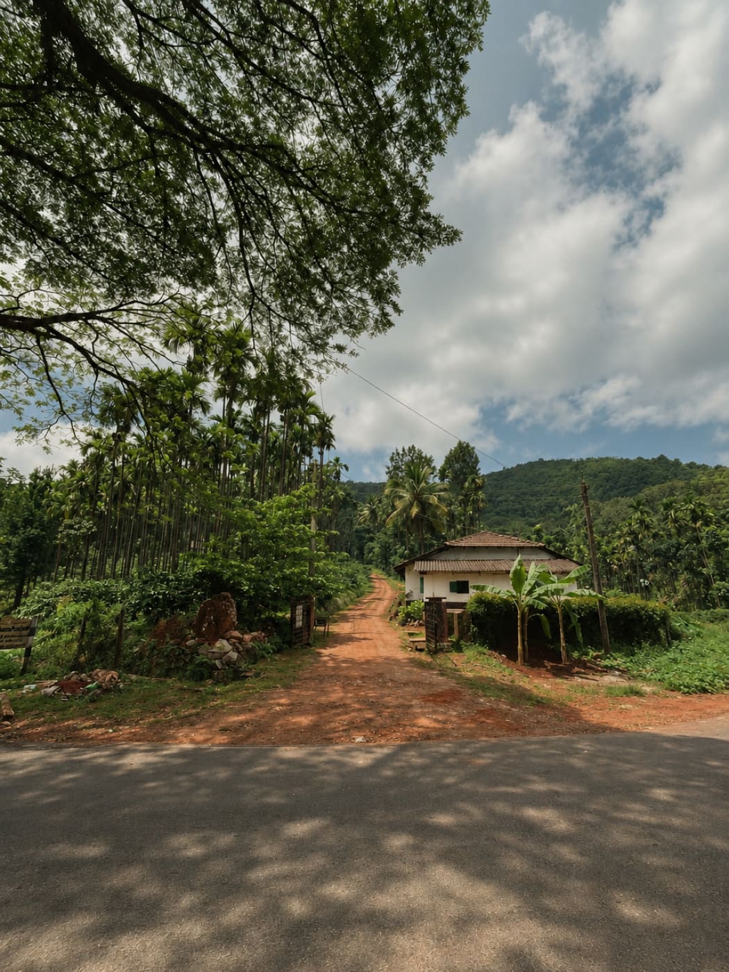 The red earth track up to the estate house, under a rain tree