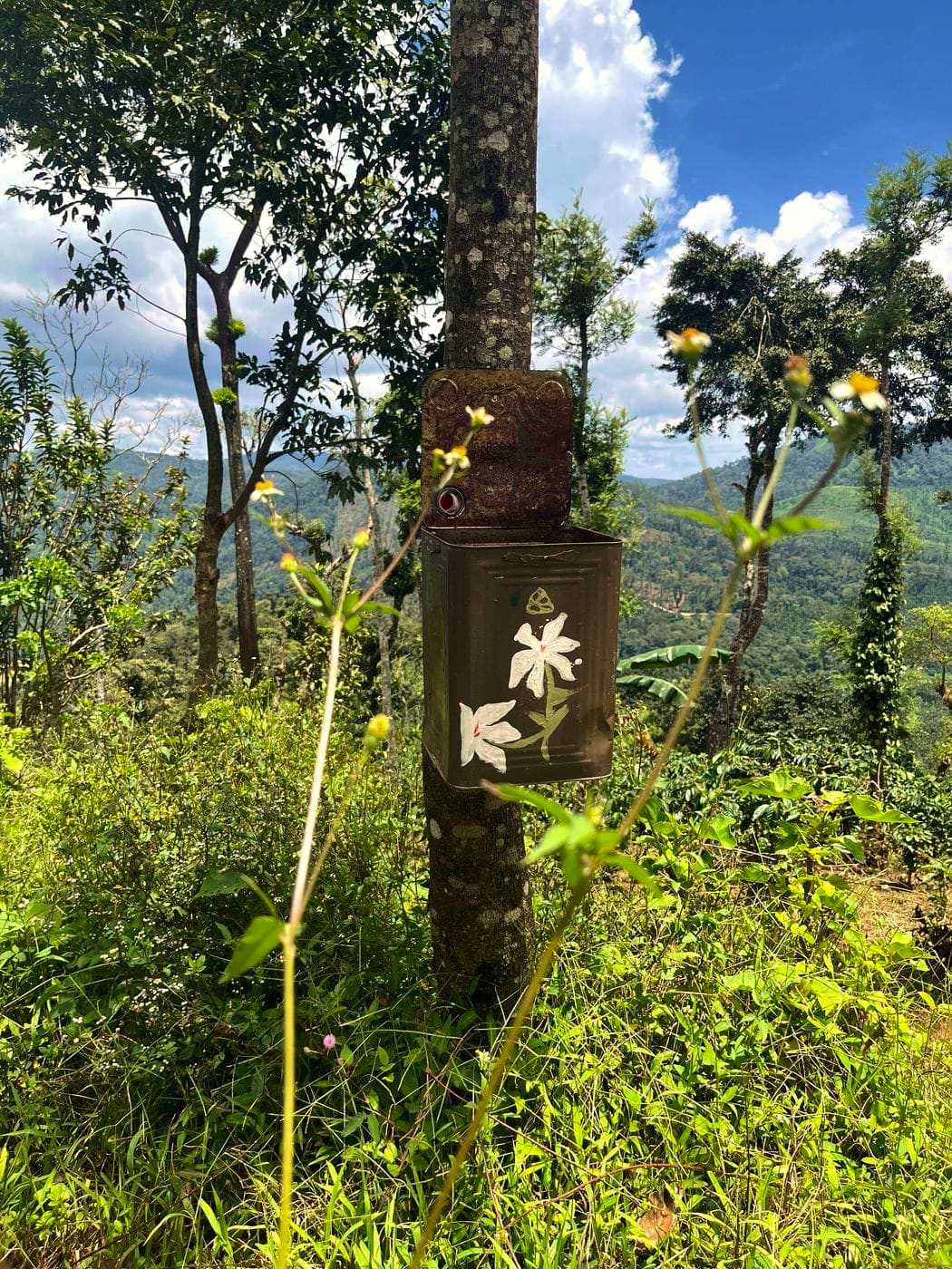 A painted tin box on the trunk of a silver oak among the coffee