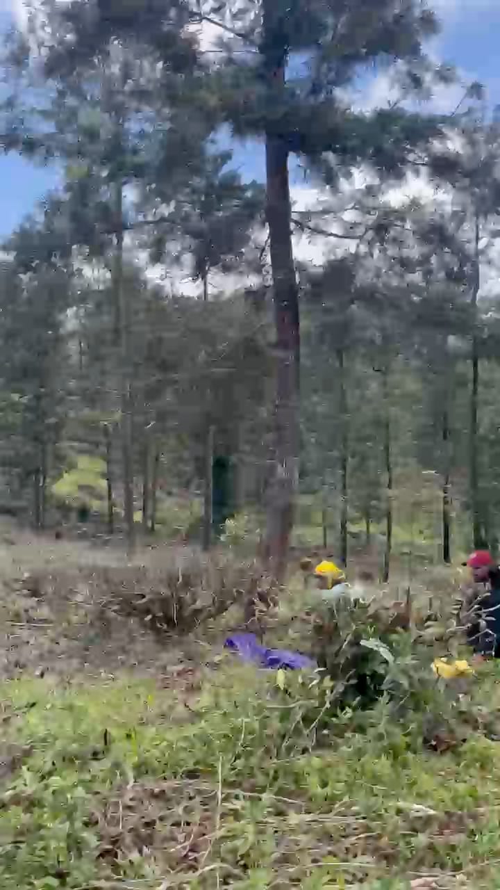 People at work in the clearing among the pines, looking up to say hello