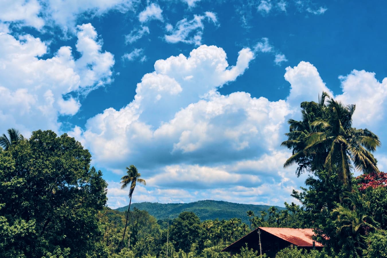 Cumulus cloud over the palms and the hills