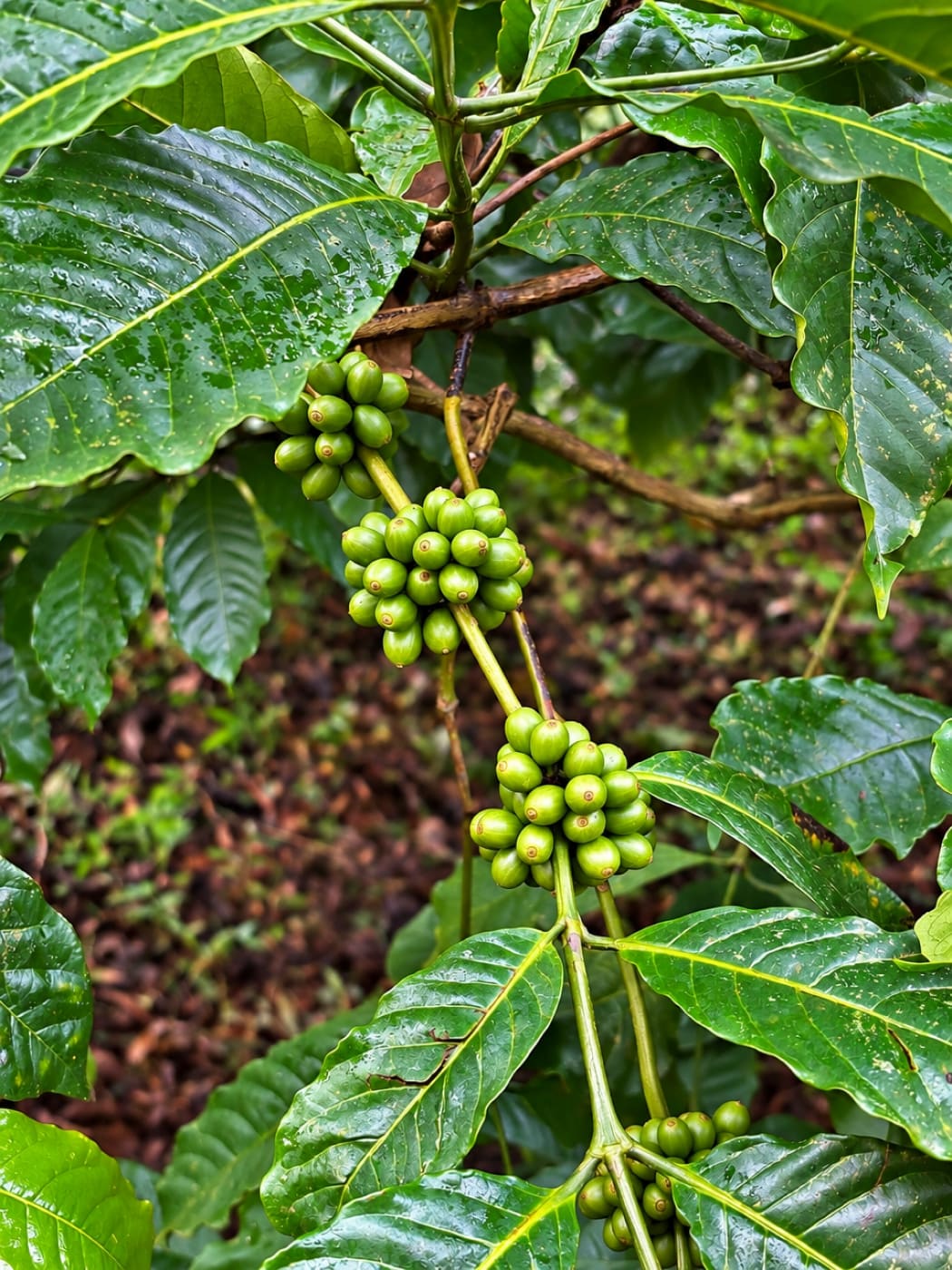 Clusters of green coffee cherries on the branch