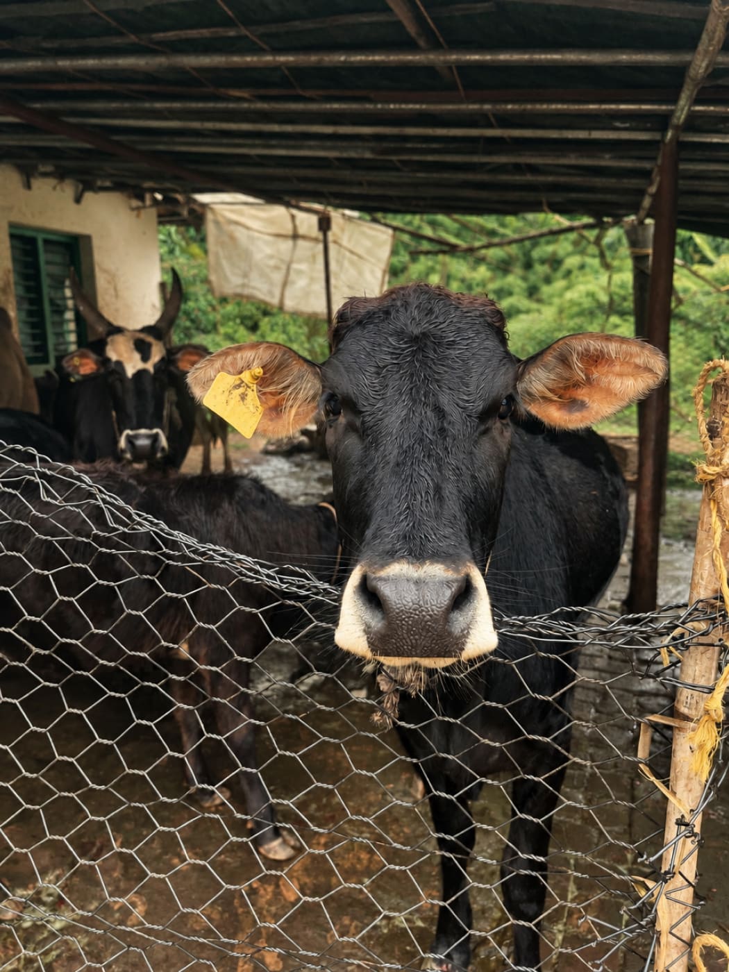 A black cow looking through the wire of its shed