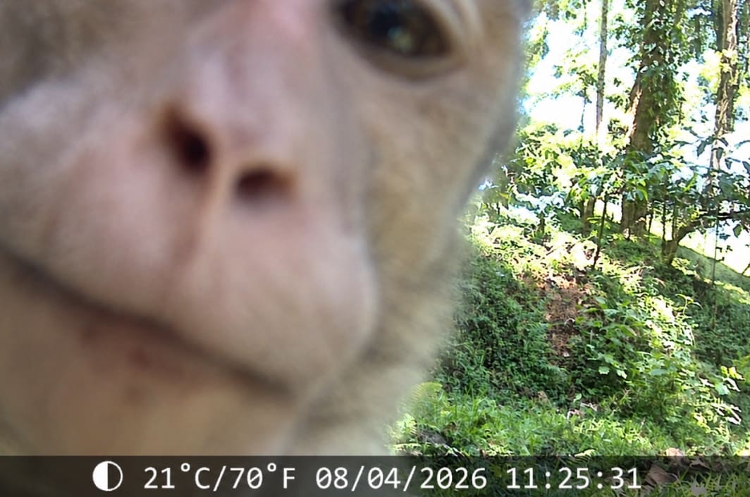 A macaque peering into a trail camera in the forest