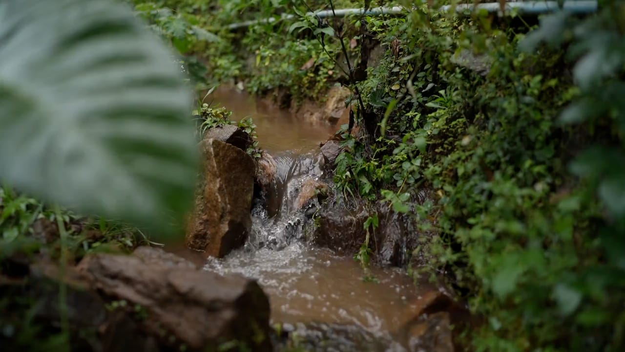 A stream tumbling over rocks under the leaves, brown with the rain