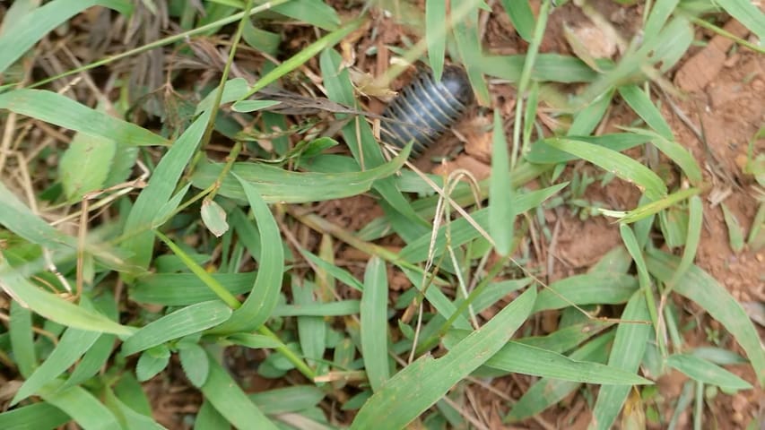 A pill millipede making its way through the grass on the red earth