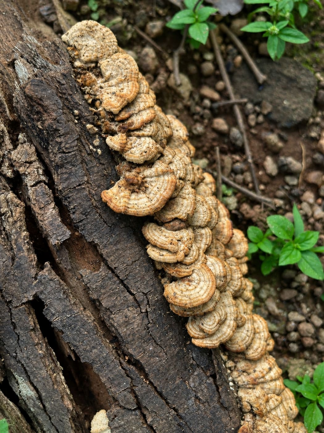 Bracket fungus growing along a fallen log