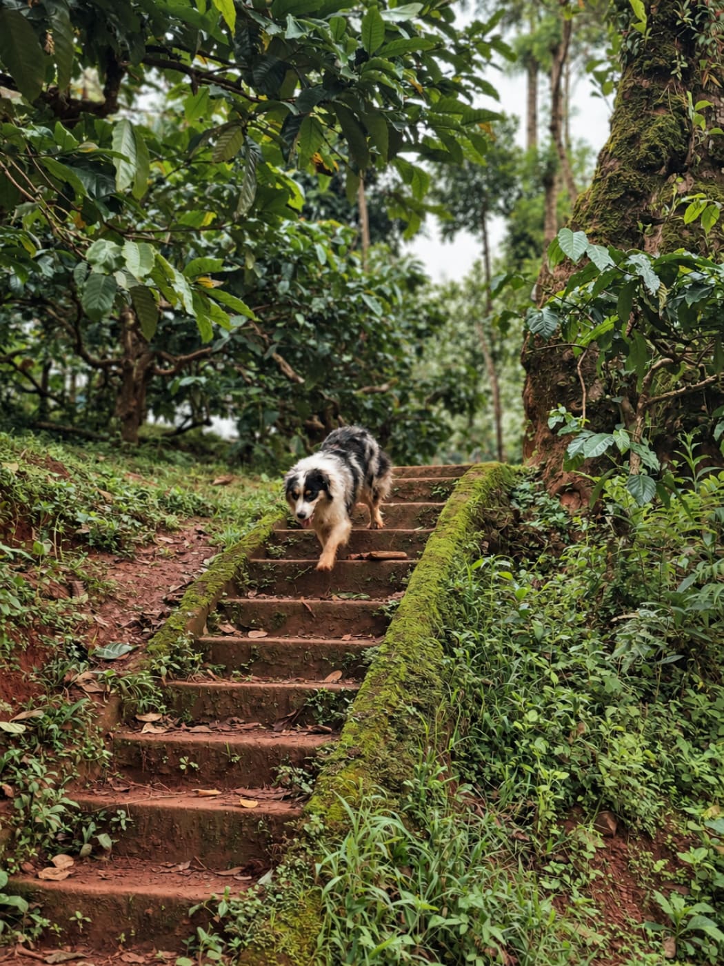 Pepper the dog leading the way up laterite steps through the coffee