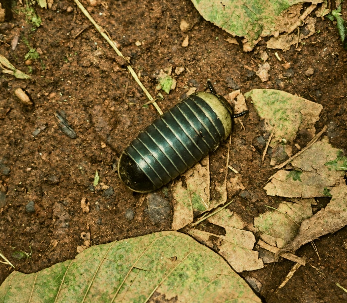 A pill millipede on the red earth among dry leaves