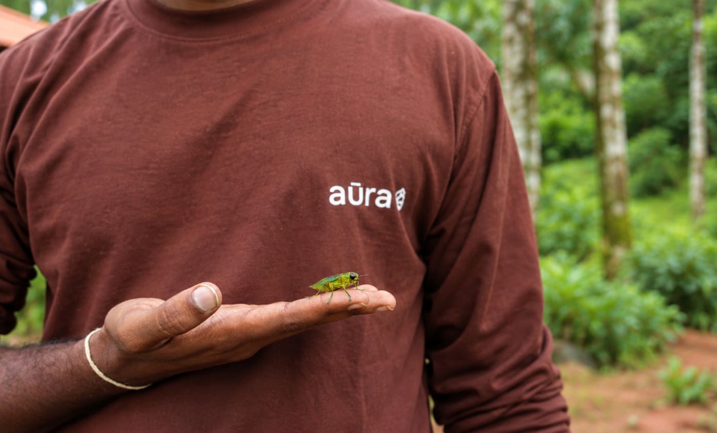 A small insect held in an open palm, an Aura T-shirt behind