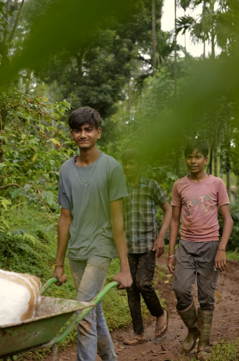 Three young men walking up a forest path, one pushing a wheelbarrow