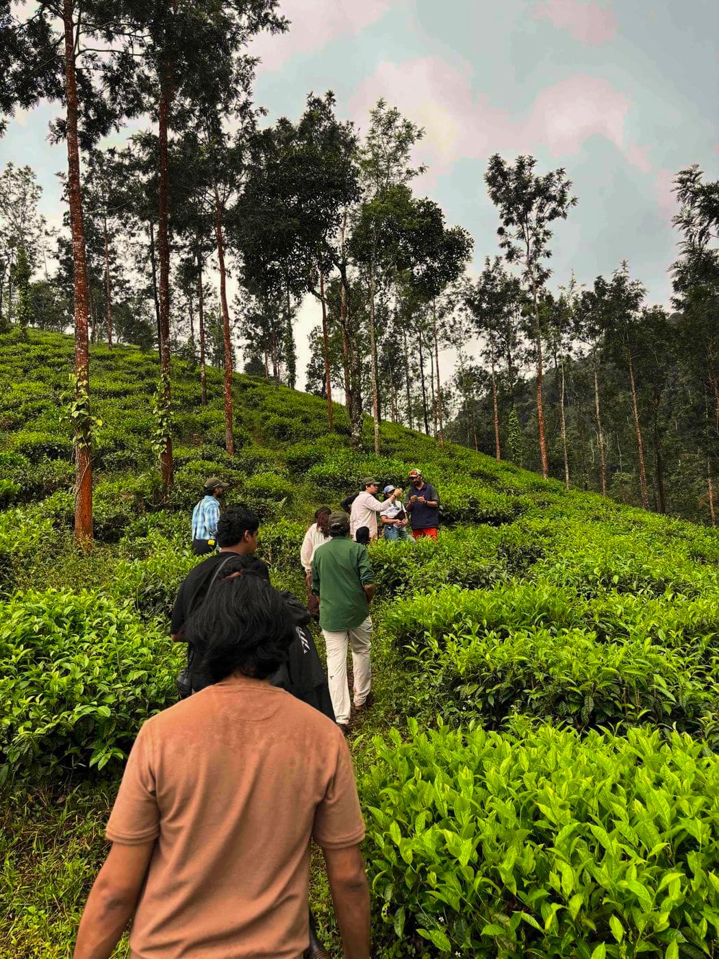 Walking single file through the rows of tea