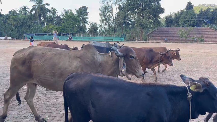 Cows walking across the yard, on their way to becoming compost