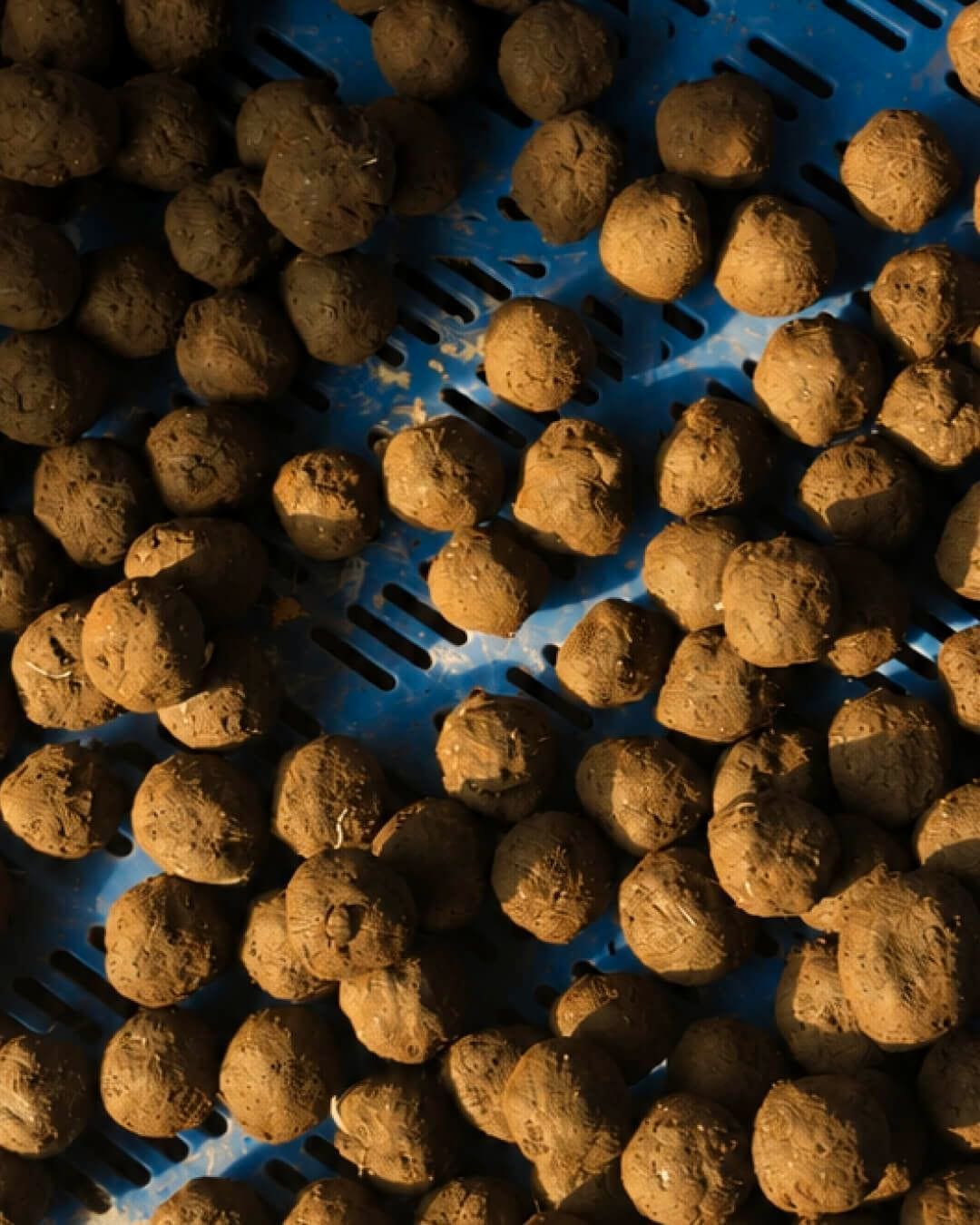 Balls of compost drying on a mesh
