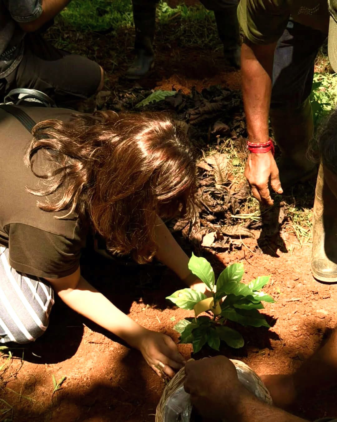 Pressing a sapling into the soil