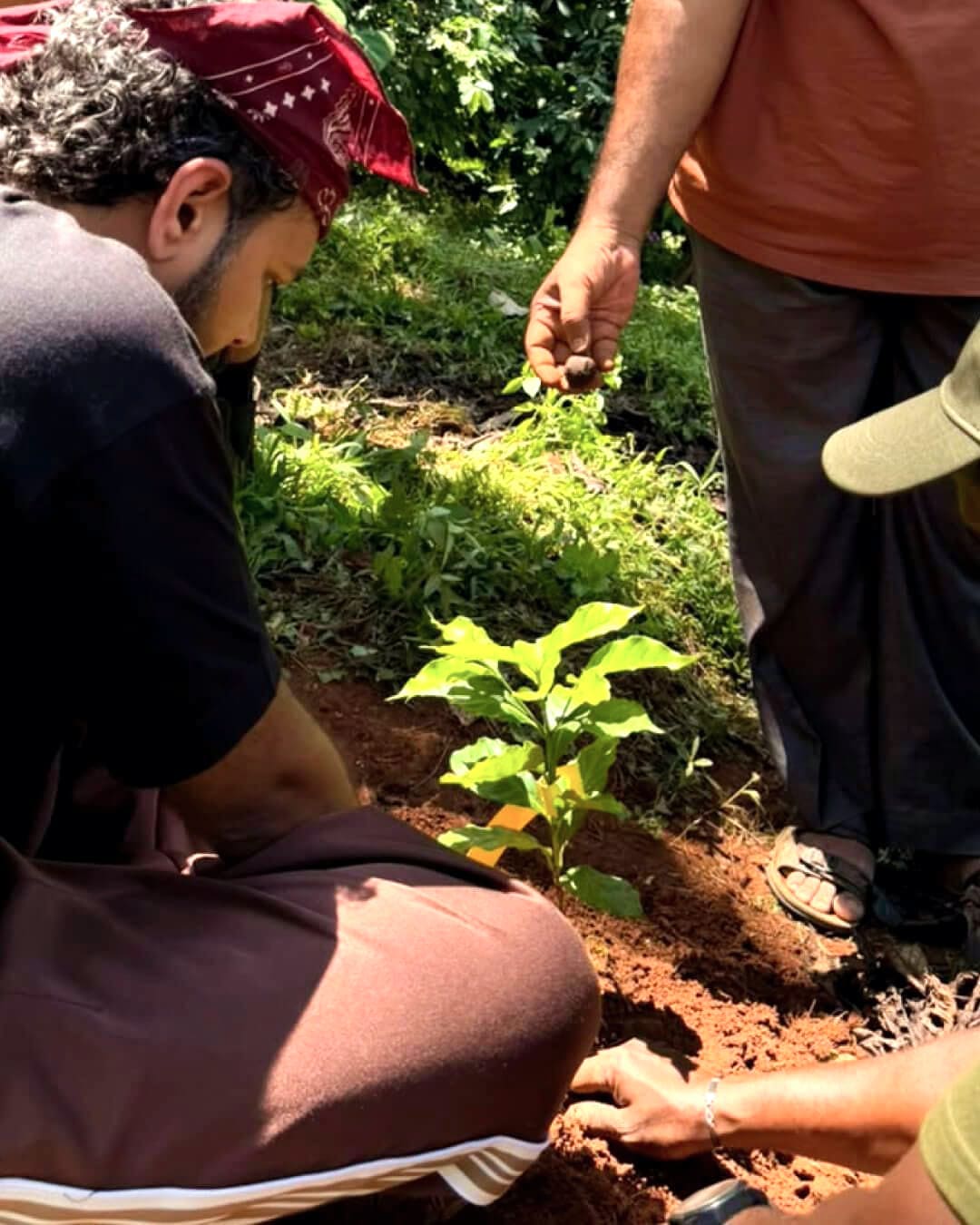 Two people planting a coffee sapling together