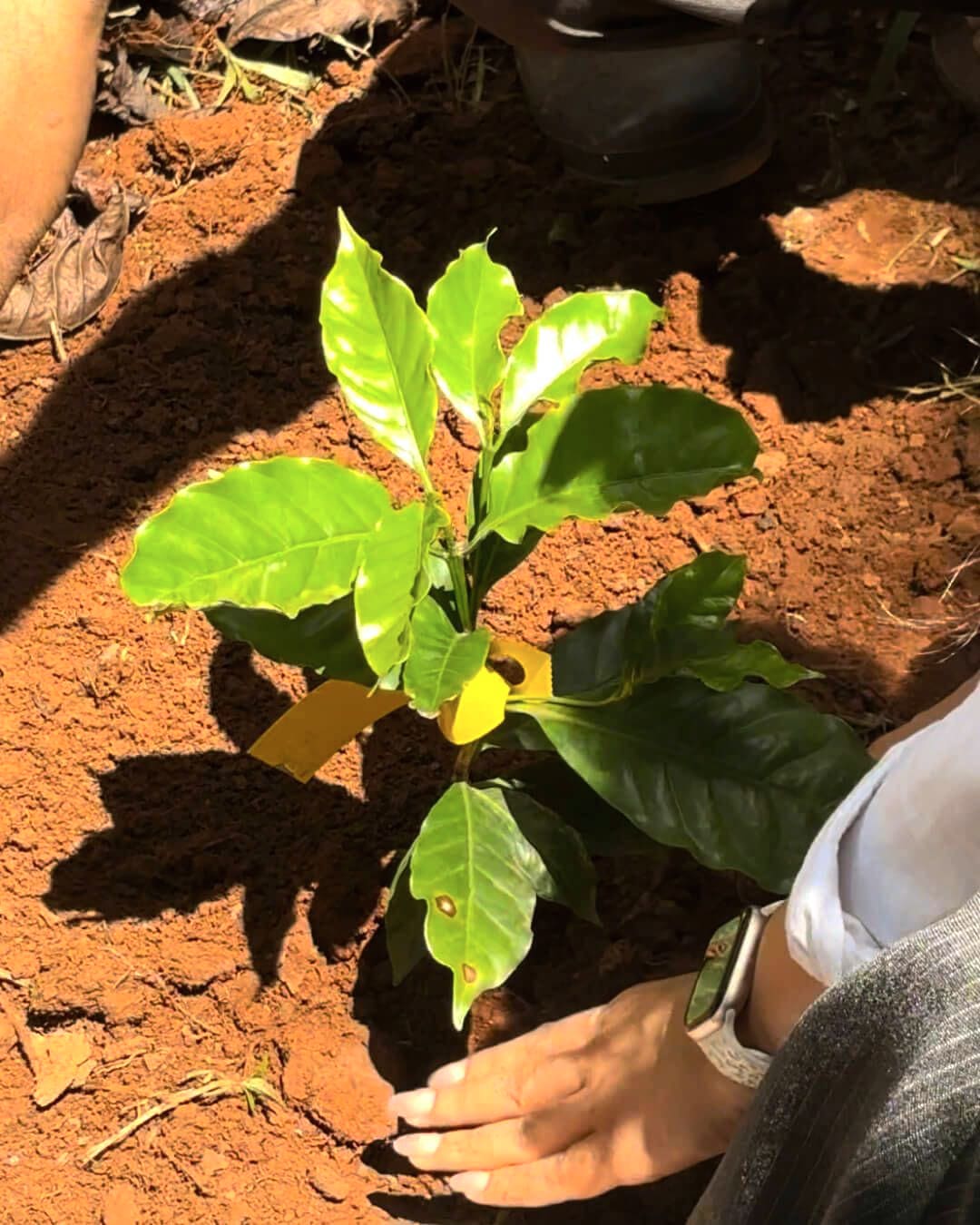 A hand settling a coffee sapling into the red earth