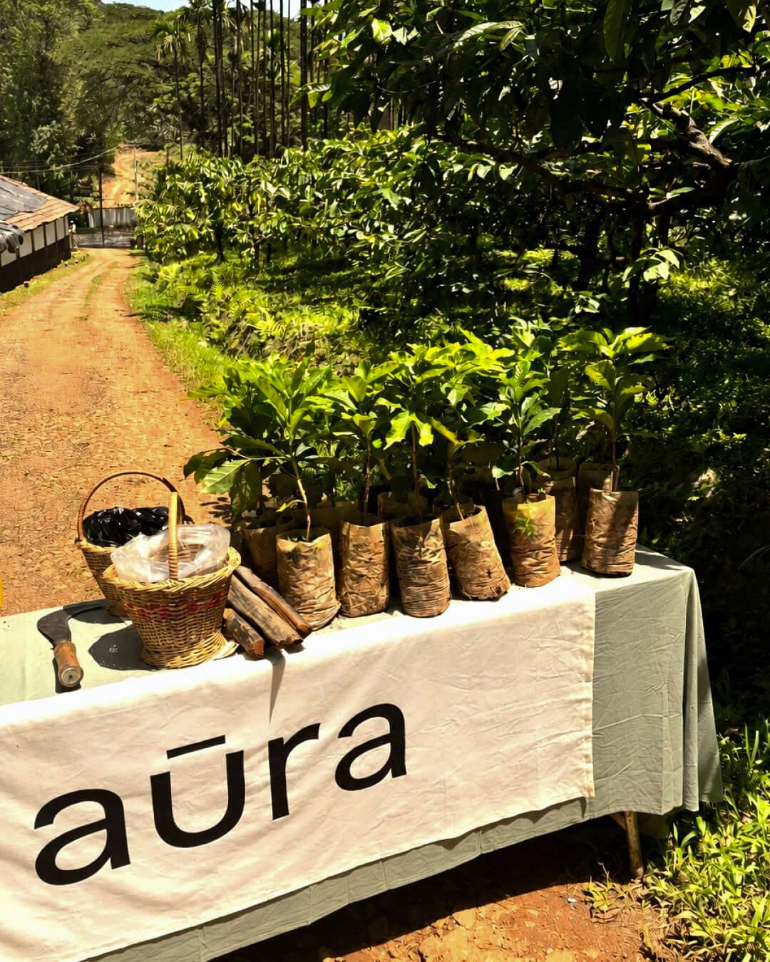 Planting a young coffee sapling into the red earth