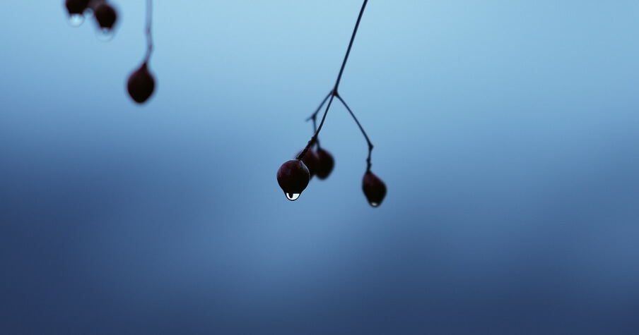 Coffee cherries holding a bead of water against an open sky