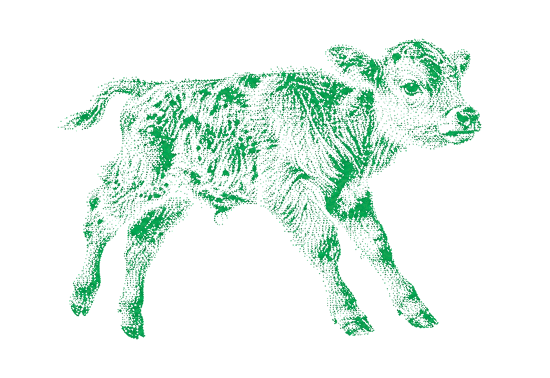 A line drawing of a calf