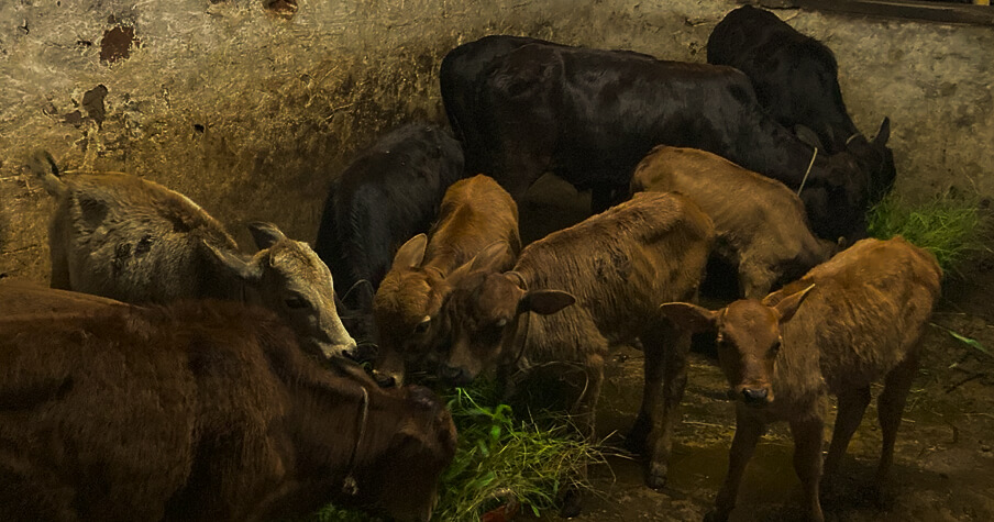 Indigenous cattle feeding together at the estate