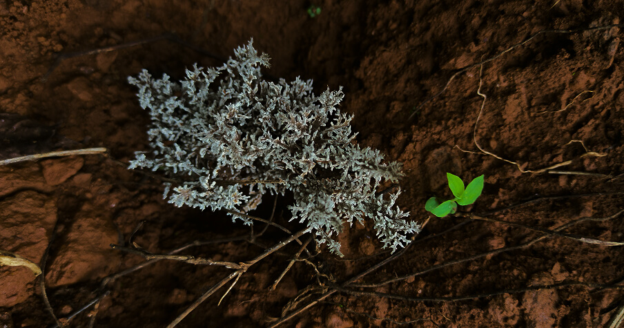 Pale lichen and a young seedling in red laterite soil