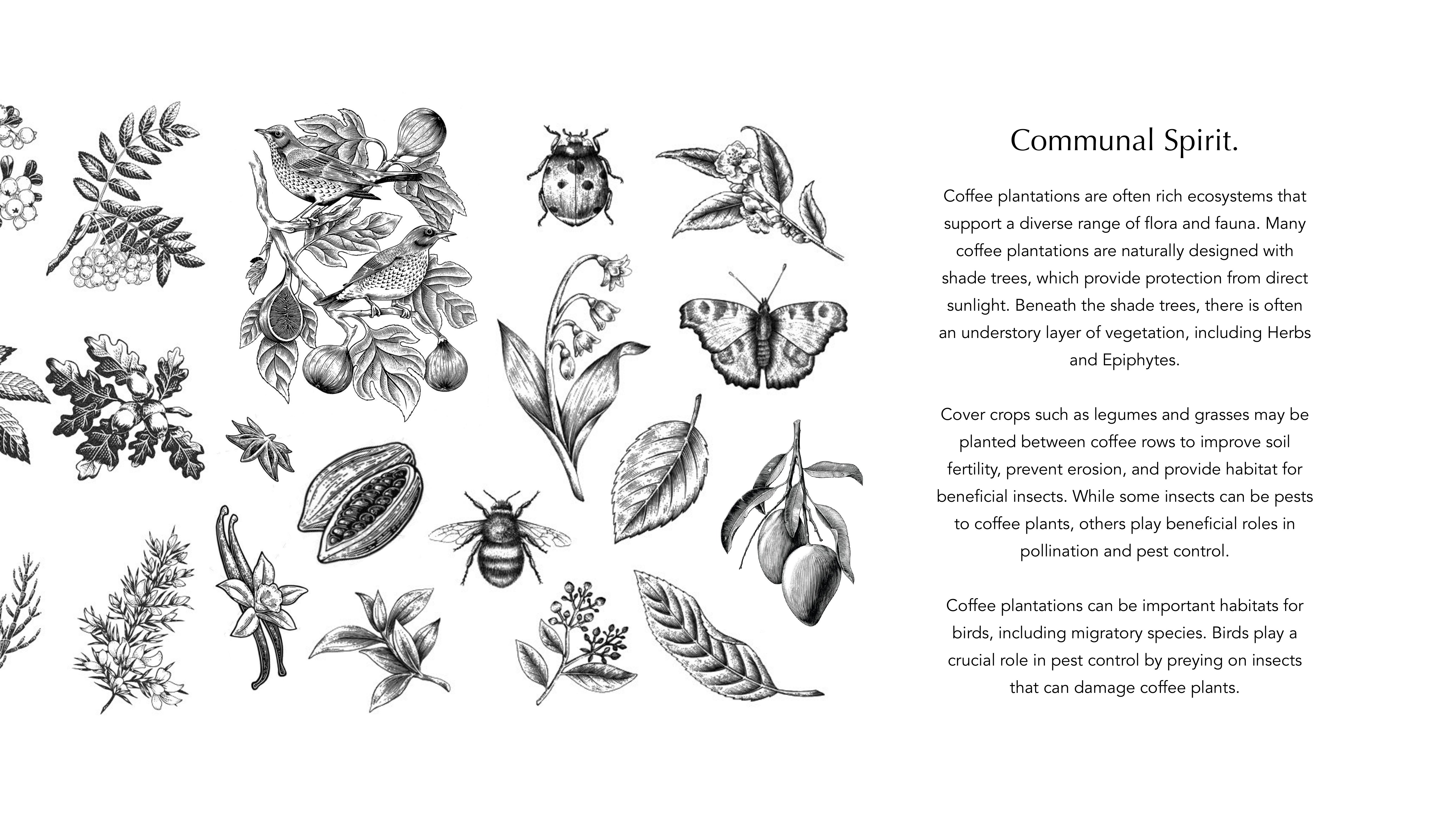 Aura brand guideline, slide 35