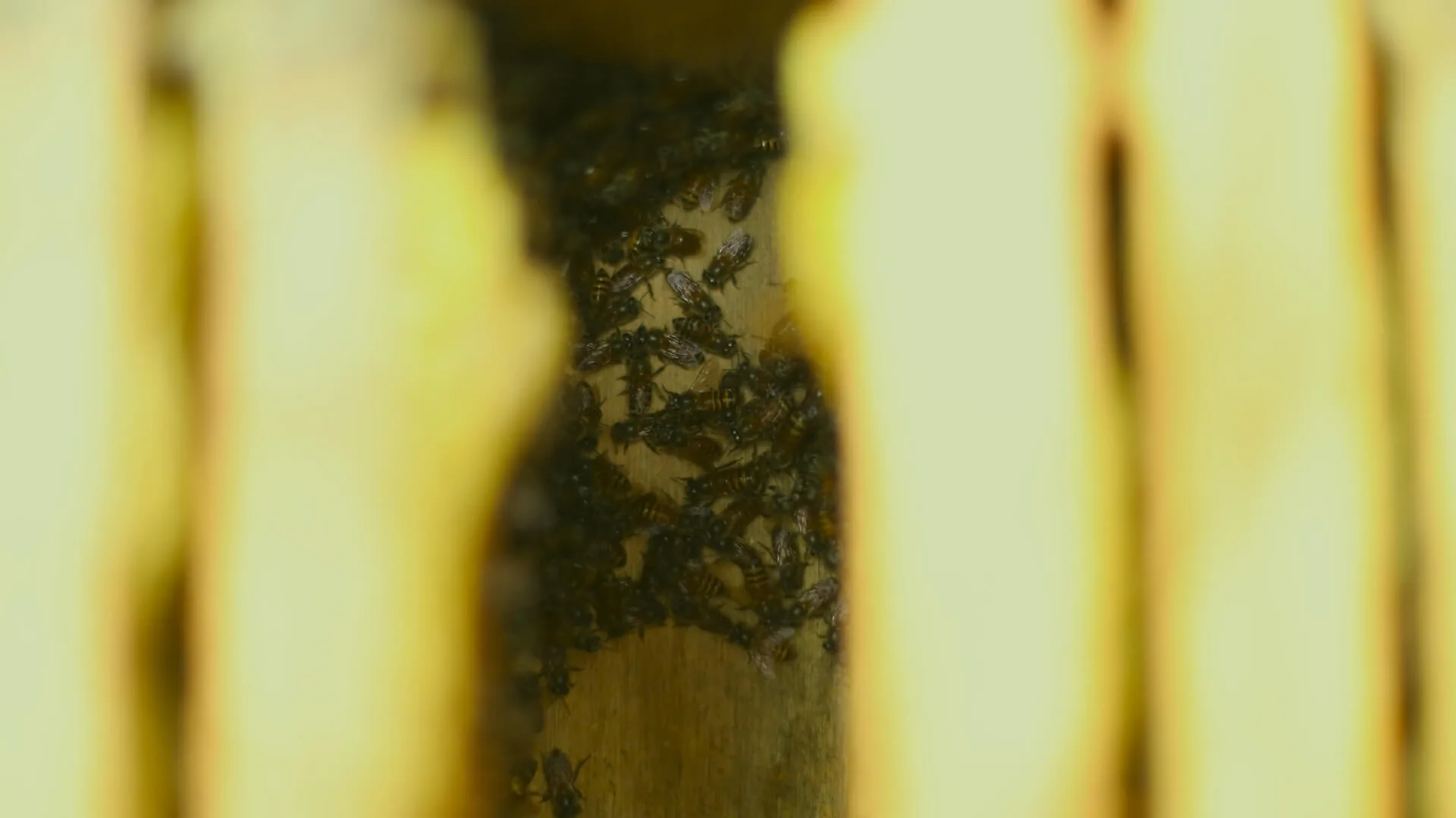 Bees packed along a bamboo tube inside the hotel