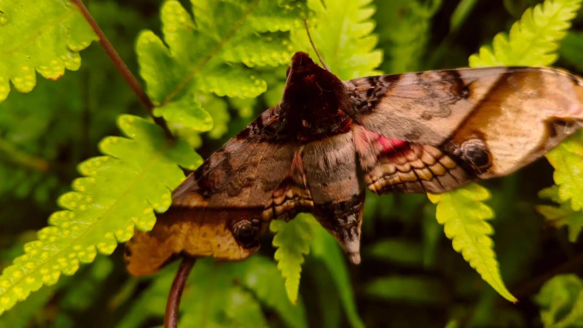 A large moth at rest on ferns in the understorey