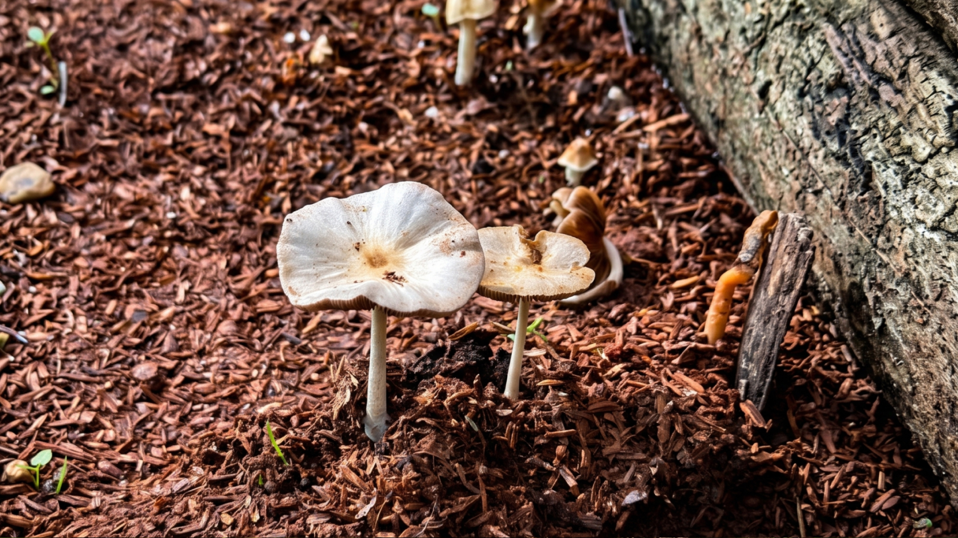 Fungi on the estate floor — the organisms that build soil