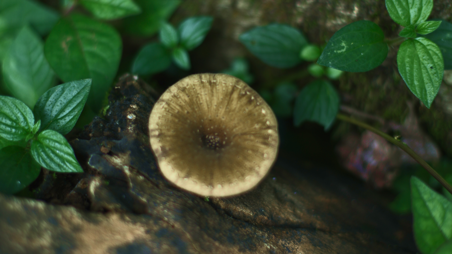 Fungal carbon