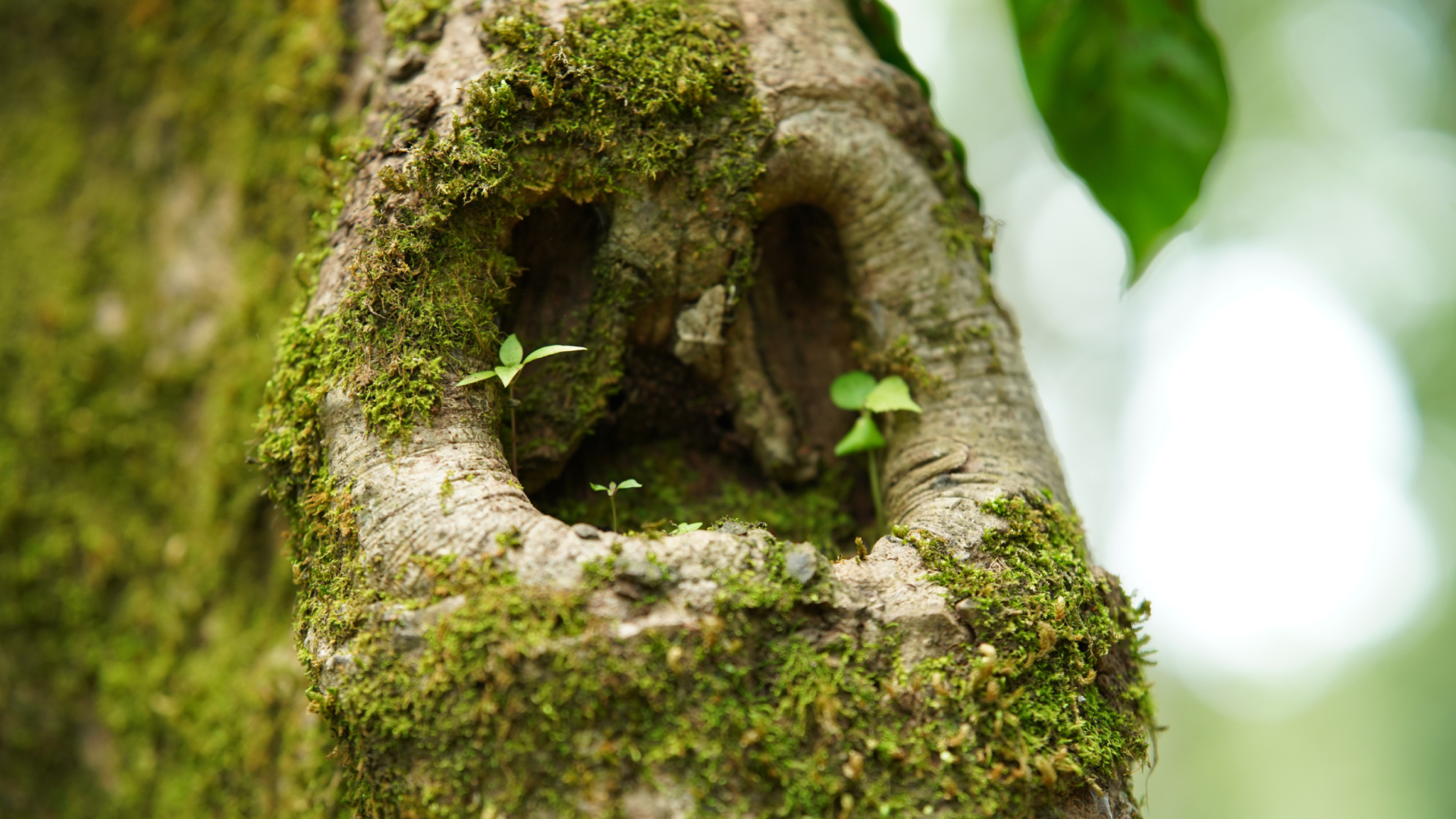 Moss and fungi colonising a hollow in dead wood