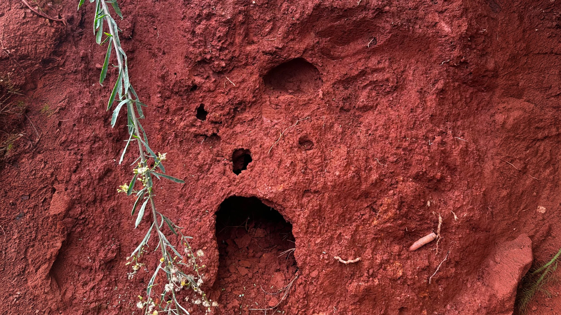 A termite burrow worked into the soil of the forest floor