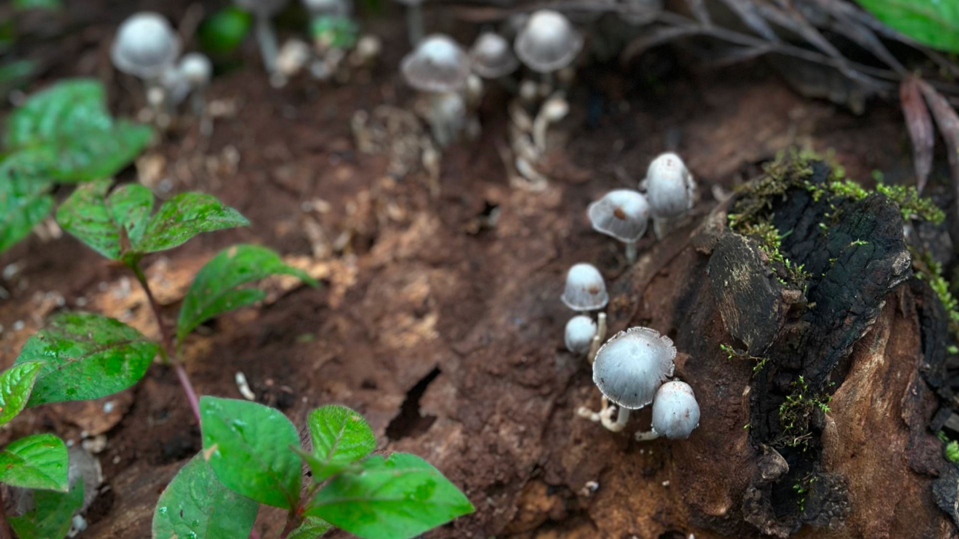 Indigenous fungi
