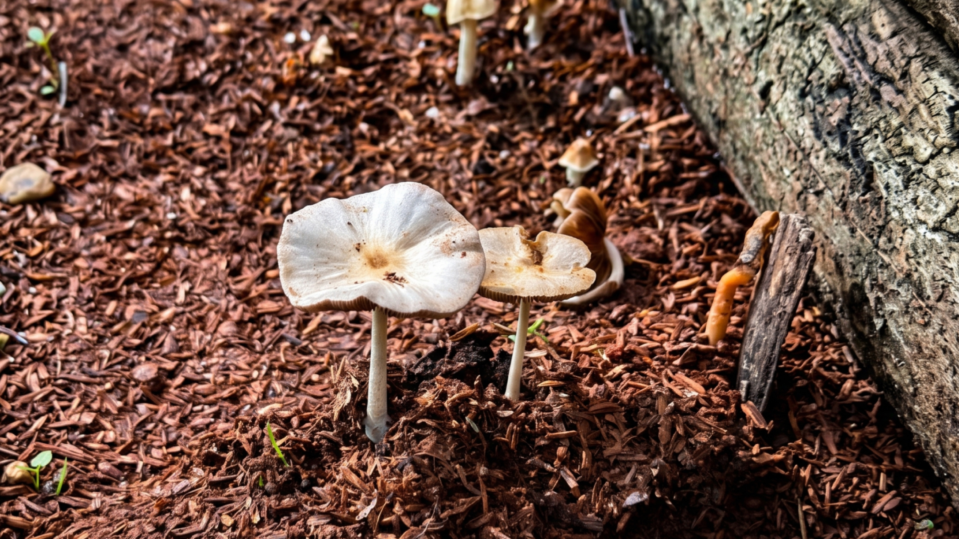 A cluster of white mushrooms rising through leaf-litter mulch
