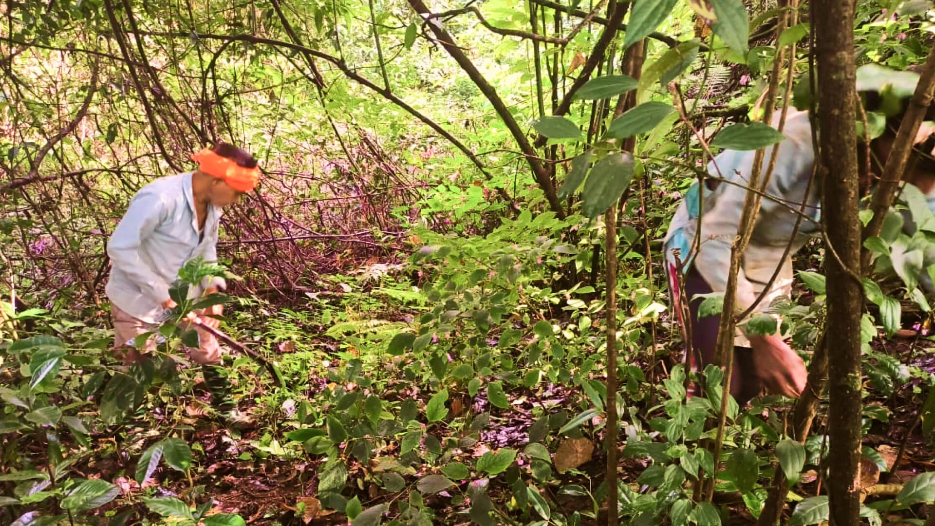Two estate workers cutting back invasive growth in dense understorey