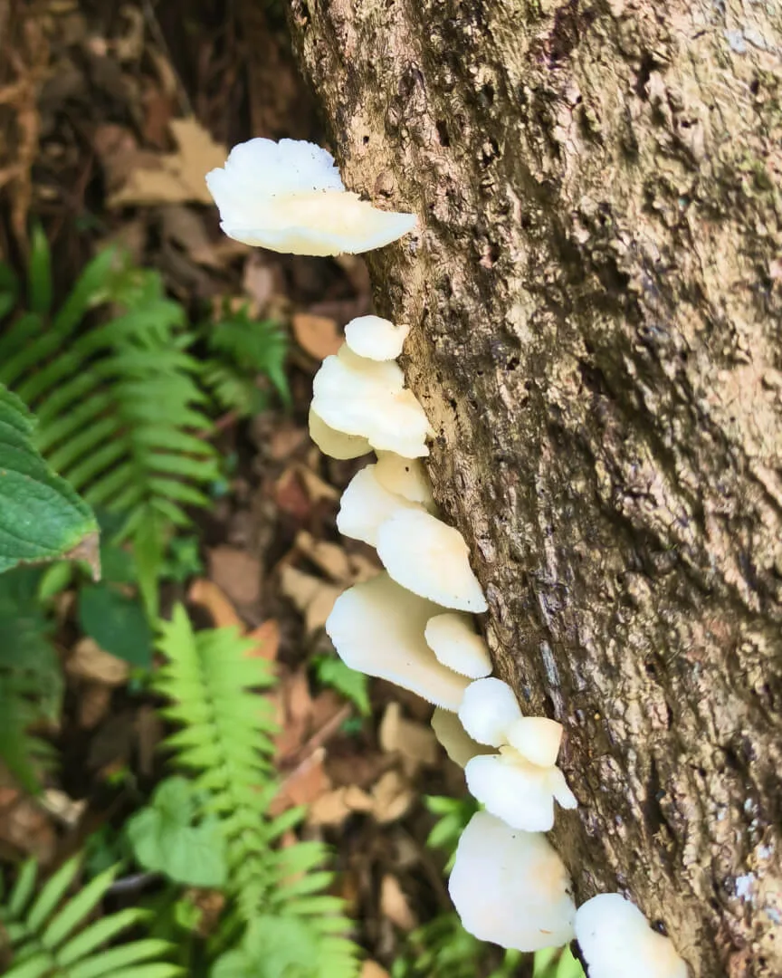 White bracket fungi stepping up the trunk of a tree beside ferns