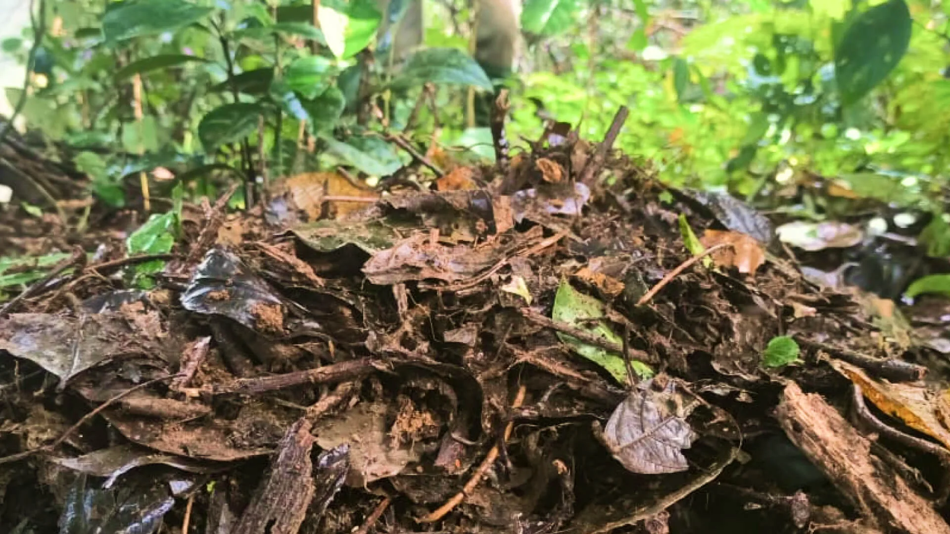 Leaf litter, sticks and green cuttings part-rotted into each other