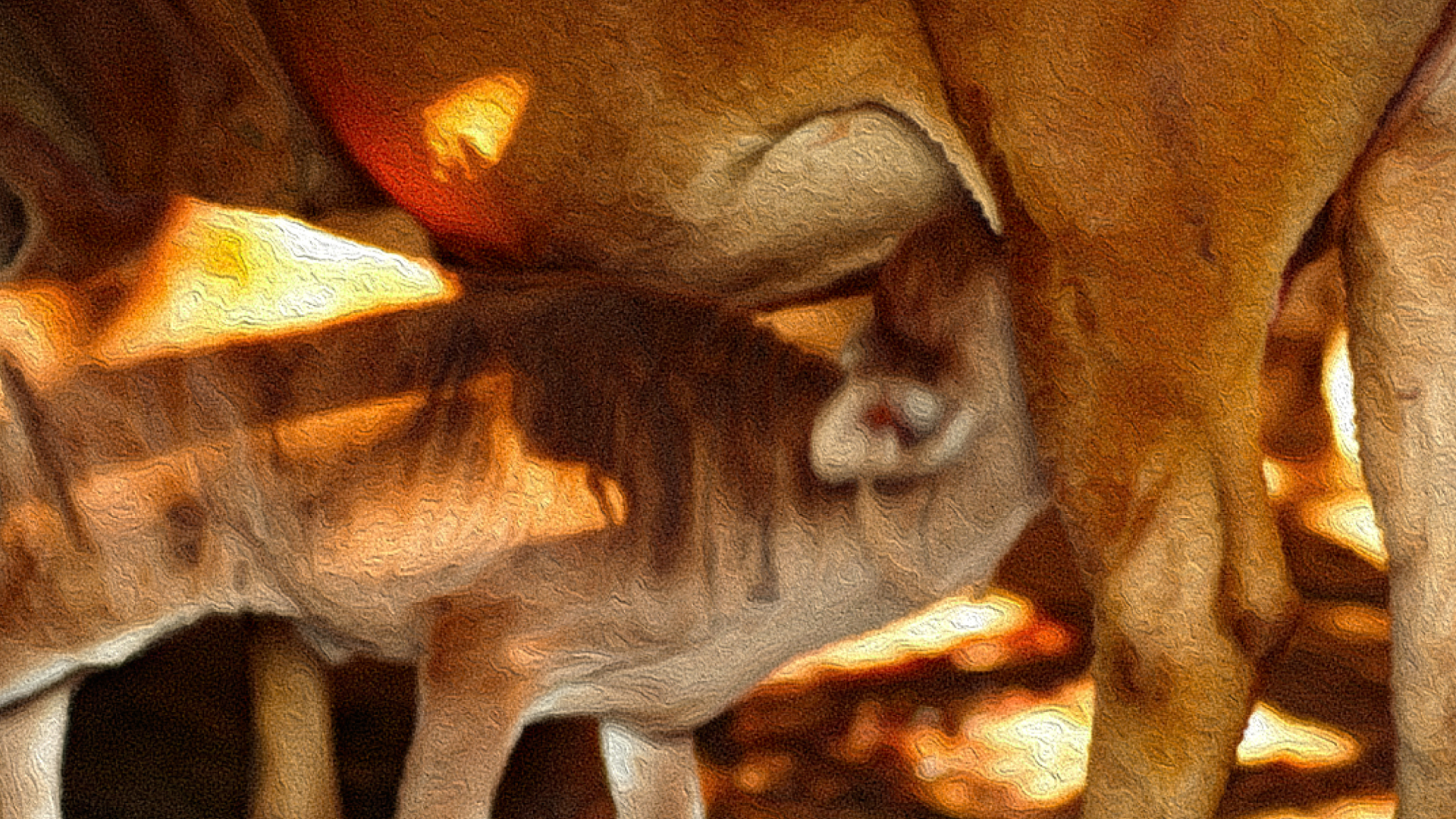 A Malnad Gidda calf — the indigenous line kept pure