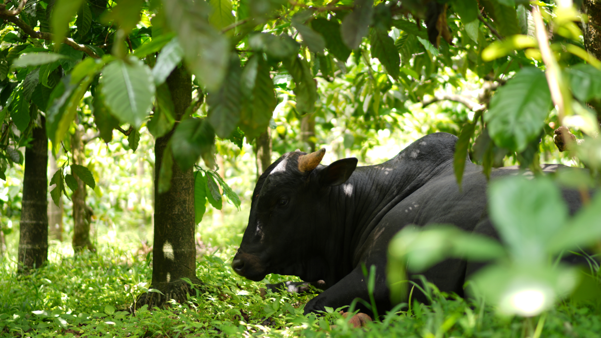 The Malnad Gidda herd grazing under the coffee canopy at Mudigere