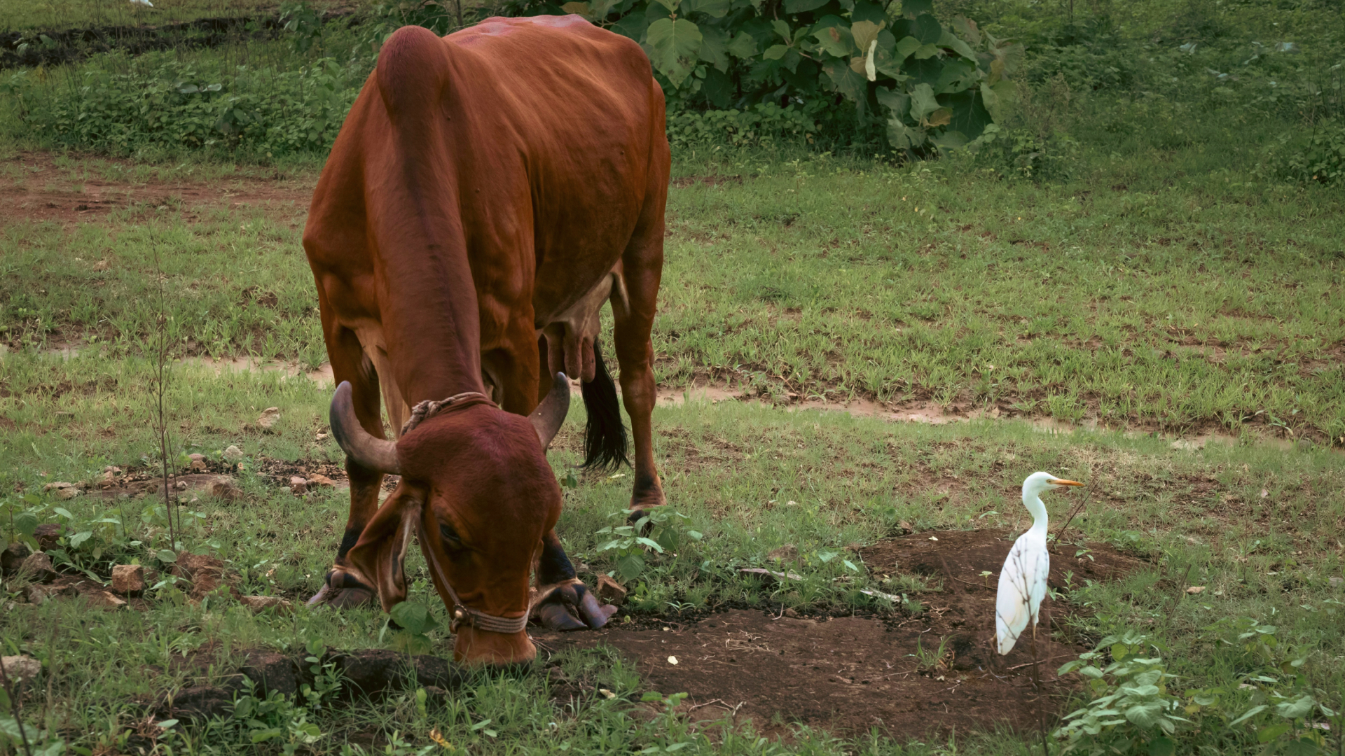 The estate team with the herd at Mudigere