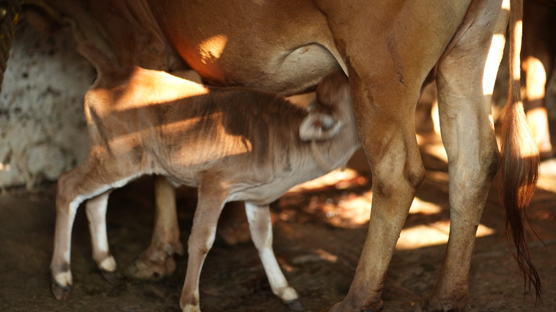 Two young Malnad Gidda calves in the pen — indigenous Karnataka breed adapted to the Western Ghats