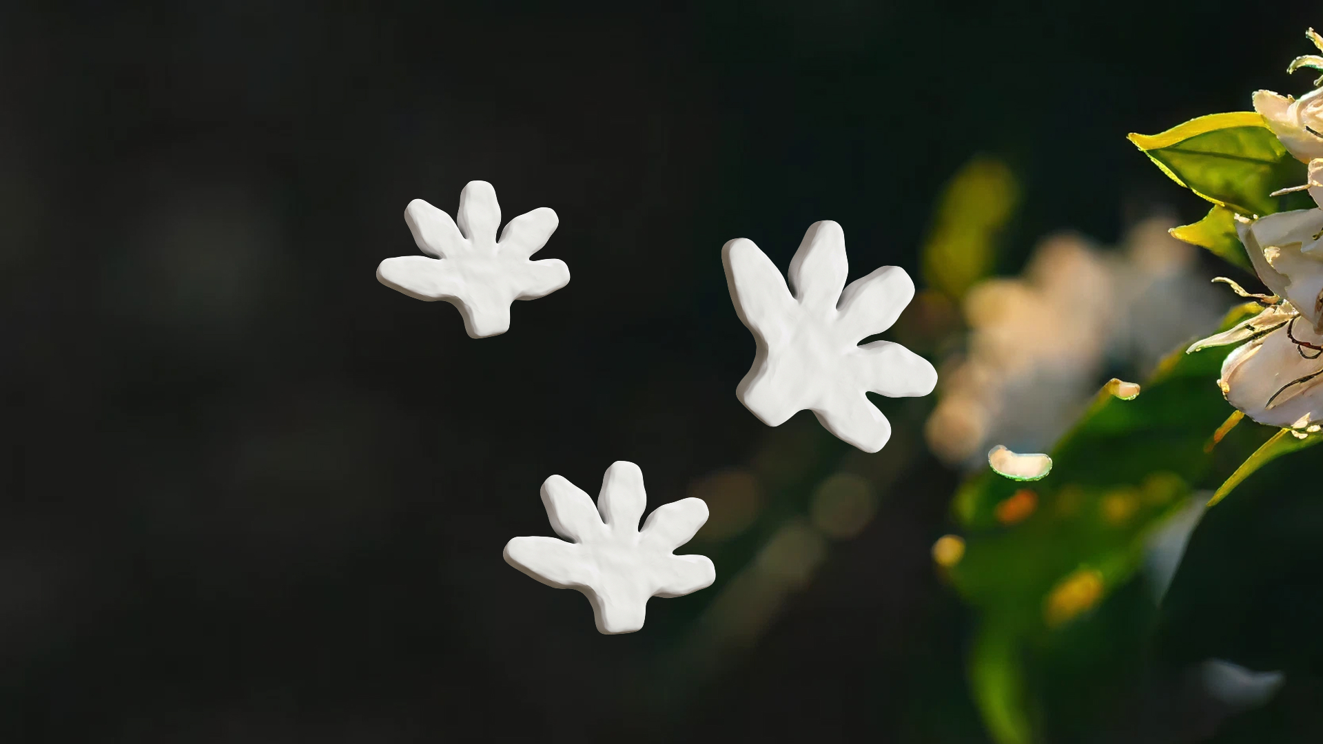White coffee blossom on a Sln.9 branch — the start of every cherry, every lot