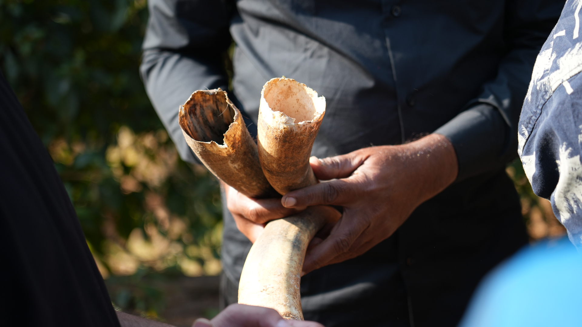 A cured cow horn cracked open to reveal BD 500 — biodynamic preparation 500 made from cow dung