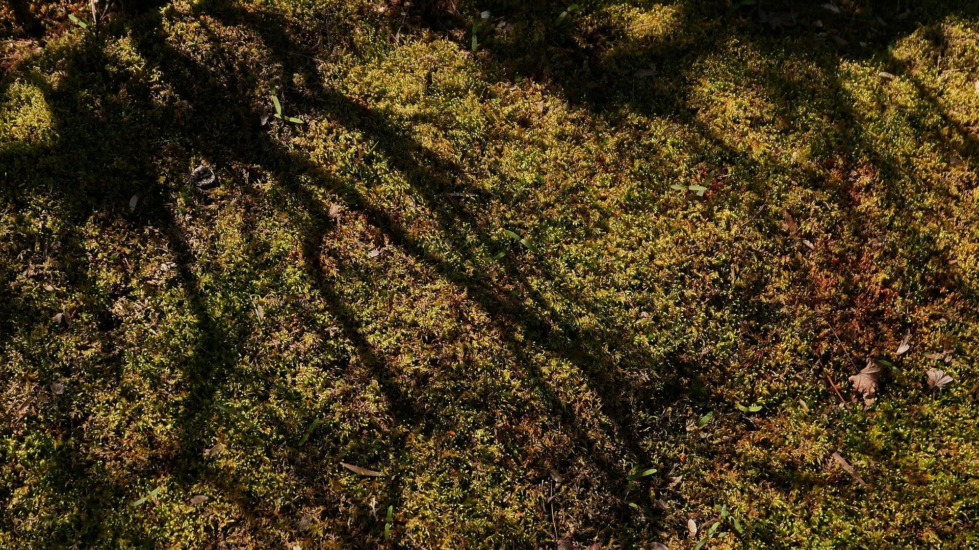 Light filtering through the four-story canopy at noon — Sampigelkhan Estate