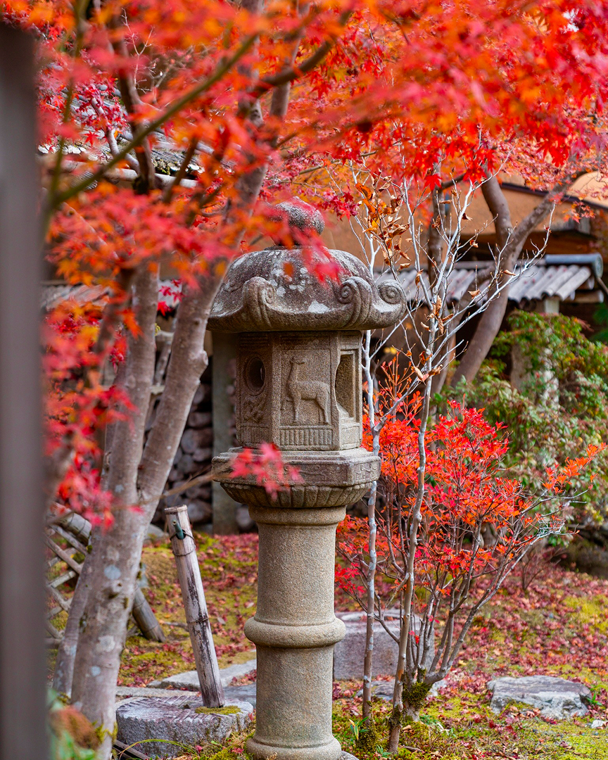 Restored Japanese house in Ohara, Kyoto — autumn maple over a thirty-year-old zen garden
