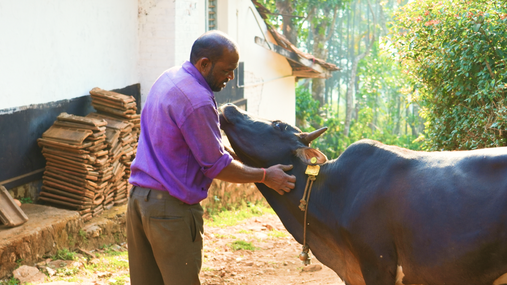 A Malnad Gidda at pasture — indigenous Karnataka breed in the block rotation