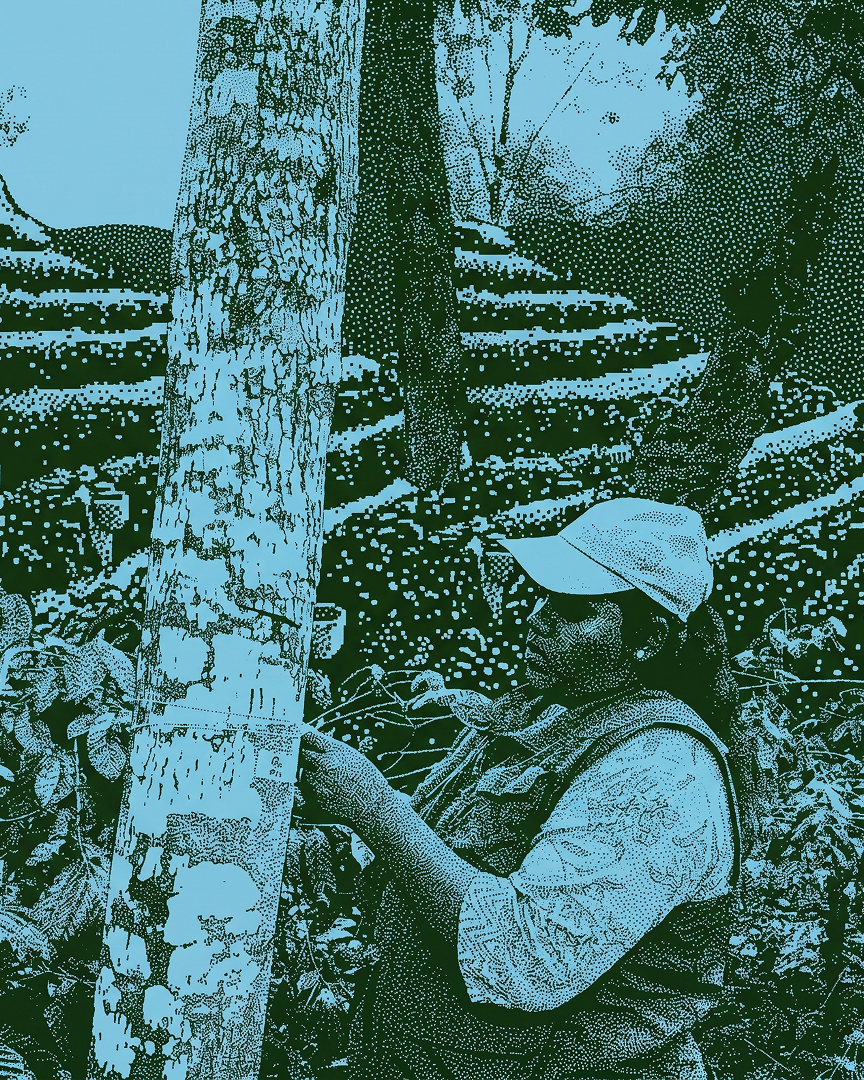 Cardamom, cover crops and beehives on the forest floor — the understorey layer