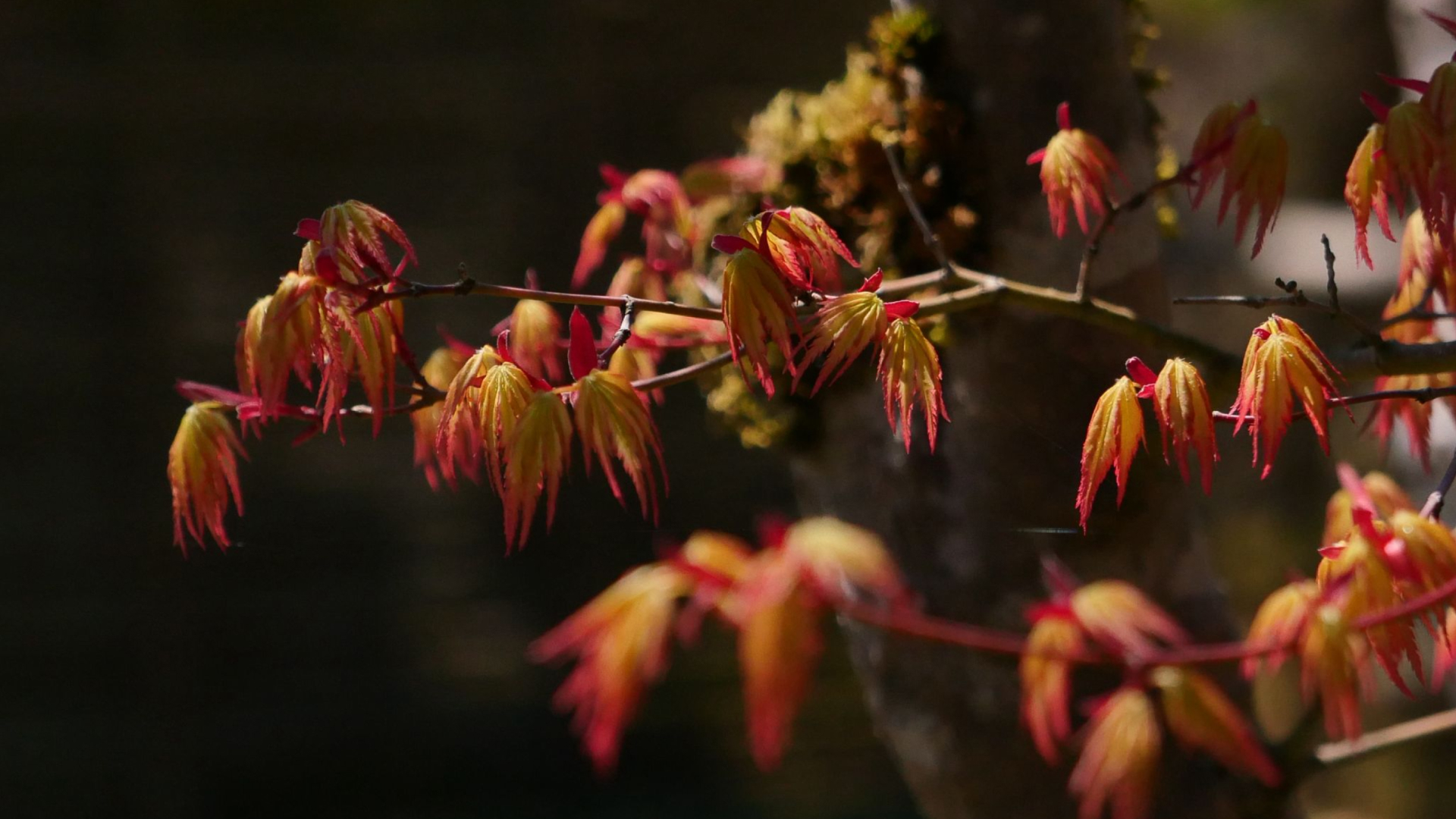 Fallen autumn leaves across the moss at Ohara