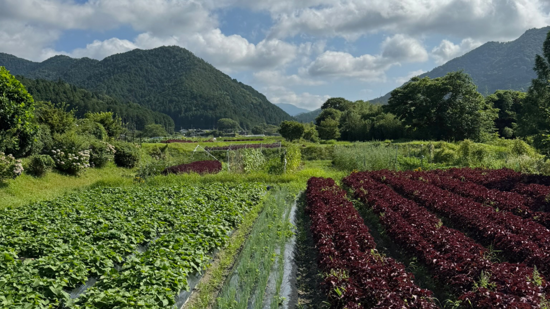 Organic produce gathered from the valley and greenhouse
